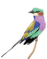 Realistic colorful bird isolated on white vector