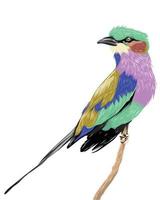 pájaro colorido realista aislado en blanco vector