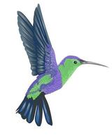 pájaro colorido realista aislado en blanco vector
