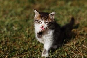 Cat licking paw photo