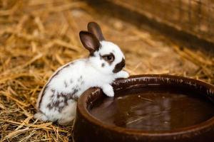 Rabbit near water bowl photo