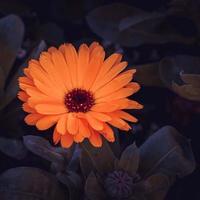 Beautiful orange flower in the garden in springtime photo