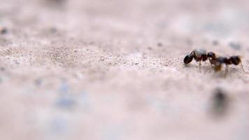 Ameisen arbeiten auf einem gesteinigten Boden