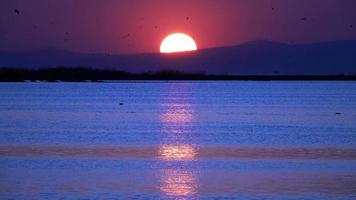 zonsondergang in schemering en zeemeeuwen vliegen video