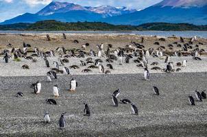 Isla de los pingüinos en el canal beagle, ushuaia, argentina foto