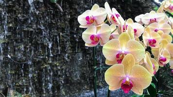 flor de la orquídea blanca en el jardín foto