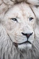 South African lion photo