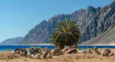 camellos en la playa foto