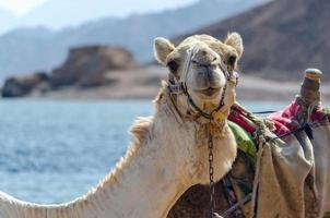Portrait of a camel photo