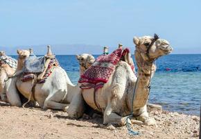 Camels by the ocean photo
