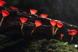 Champagne red mushrooms growing on a log photo