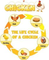 Diagram showing life cycle of Chicken vector