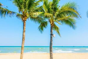 Palm tree on the beach photo