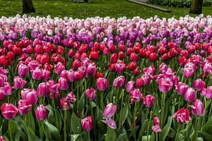 Pink and purple tulips in the garden photo
