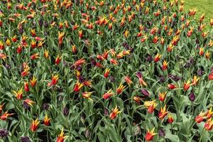 Red and yellow flowers covering a flower bed photo