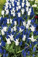 White flowers and blue lupines photo