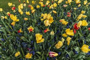 Yellow, red, and blue irises in a field photo