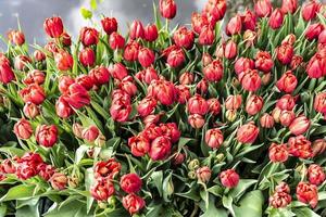 Red tulips opening for spring