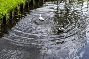 A white and mallard duck swimming in pond