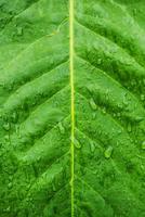 Green leaf with drops of water photo