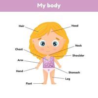 niña linda. Cartel de partes del cuerpo para anatomía inclinada para niños. vector