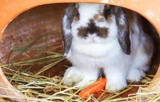 Cute white rabbit on the grass or straw photo