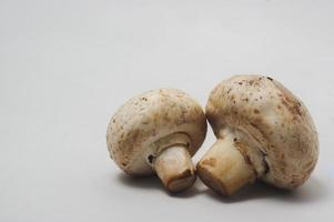 Two pieces of mushroom photo