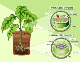 Diagram showing stem and root structure vector