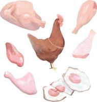 conjunto de carne de pollo, estilo acuarela vector
