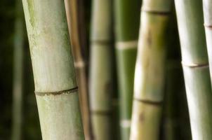 primer plano, de, bambú, corteza