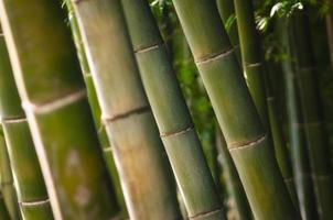 Green bamboo forest close-up photo