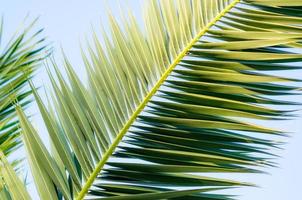 hojas de palma en el cielo foto
