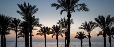 puesta de sol y palmeras foto