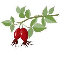 Rosehip fruit on a branch with leaves vector