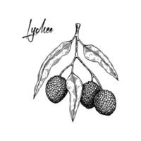 Hand drawn lychee branch isolated on white background. Vector illustration in detailed sketch style