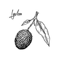 Hand drawn lychee branch isolated on white background. Vector illustration in detailed sketch style