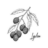 Hand drawn lychee branch isolated on white background. Vector illustration in detailed sketch style