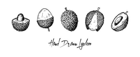 Set of hand drawn lychee fruits isolated on white background. Vector illustration in detailed sketch style