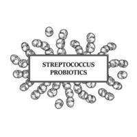 marco de bacterias estreptococos probióticos dibujados a mano. diseño de envases e información médica. ilustración vectorial en estilo boceto vector