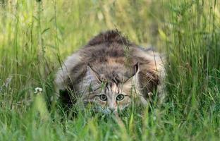 Norwegian forest cat female in high grass photo
