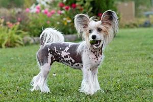 Chinese crested dog with a green pear in her mouth photo