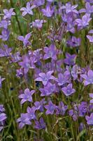 Spreading bell flower Campanula patula blooming in a sunny meadow photo