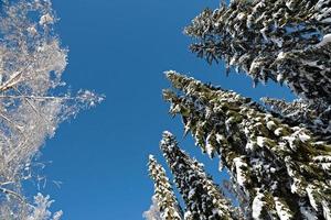 High spruce trees covered with snow photo