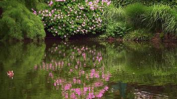 agua del lago verde en la naturaleza con un pato video