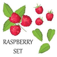 Vector set of ripe raspberries, isolated on a white background. Beautiful juicy berries. Kitchen utensils design element.