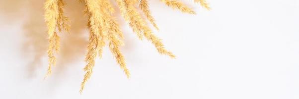 Pampas grass isolated on white background