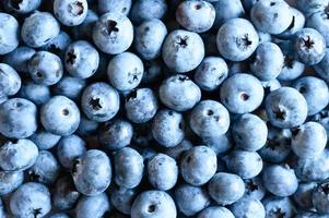 Ripe wild blueberries background photo