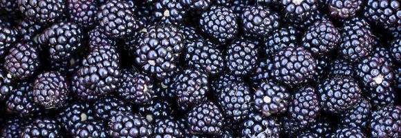 Ripe wild blackberries background photo