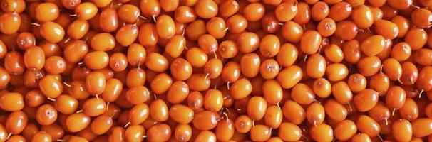 Sea buckthorn harvested and ripe