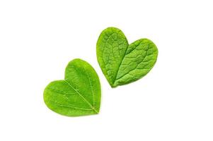 The heart is cut from foliage on white background photo